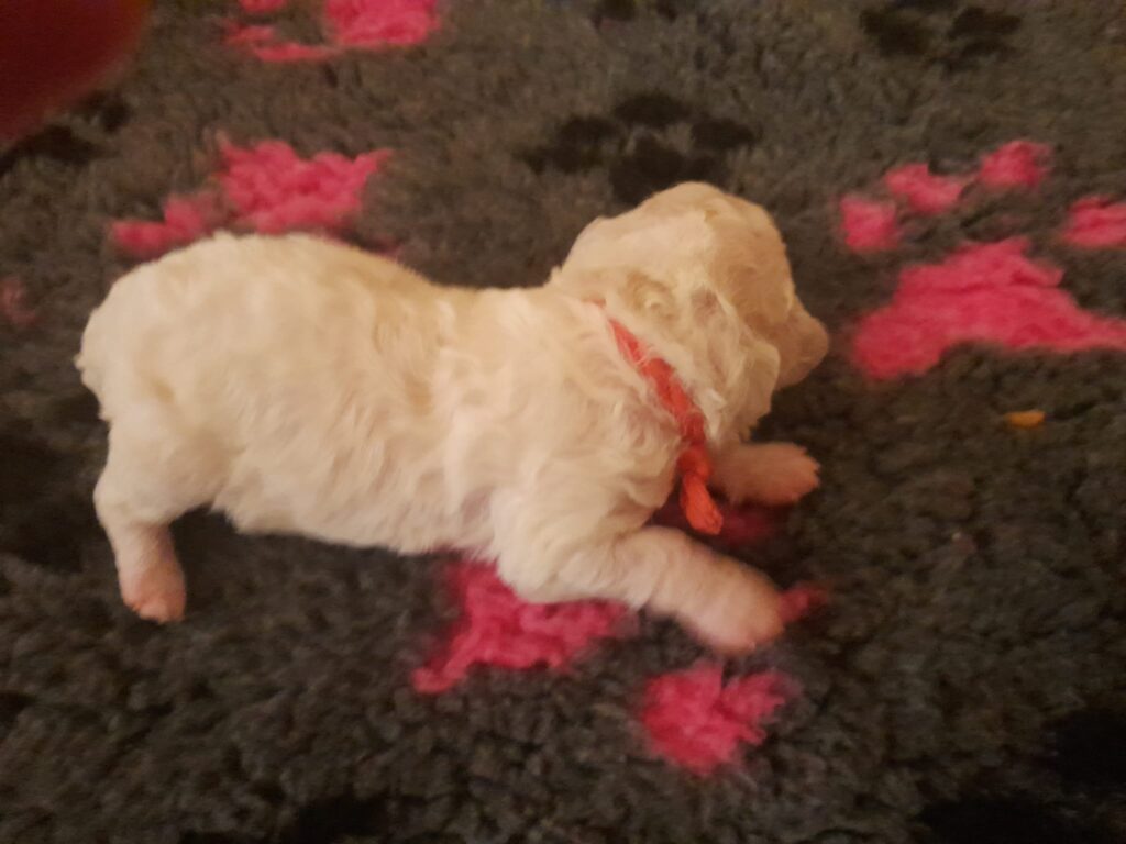 ABRA 302g bichon frise