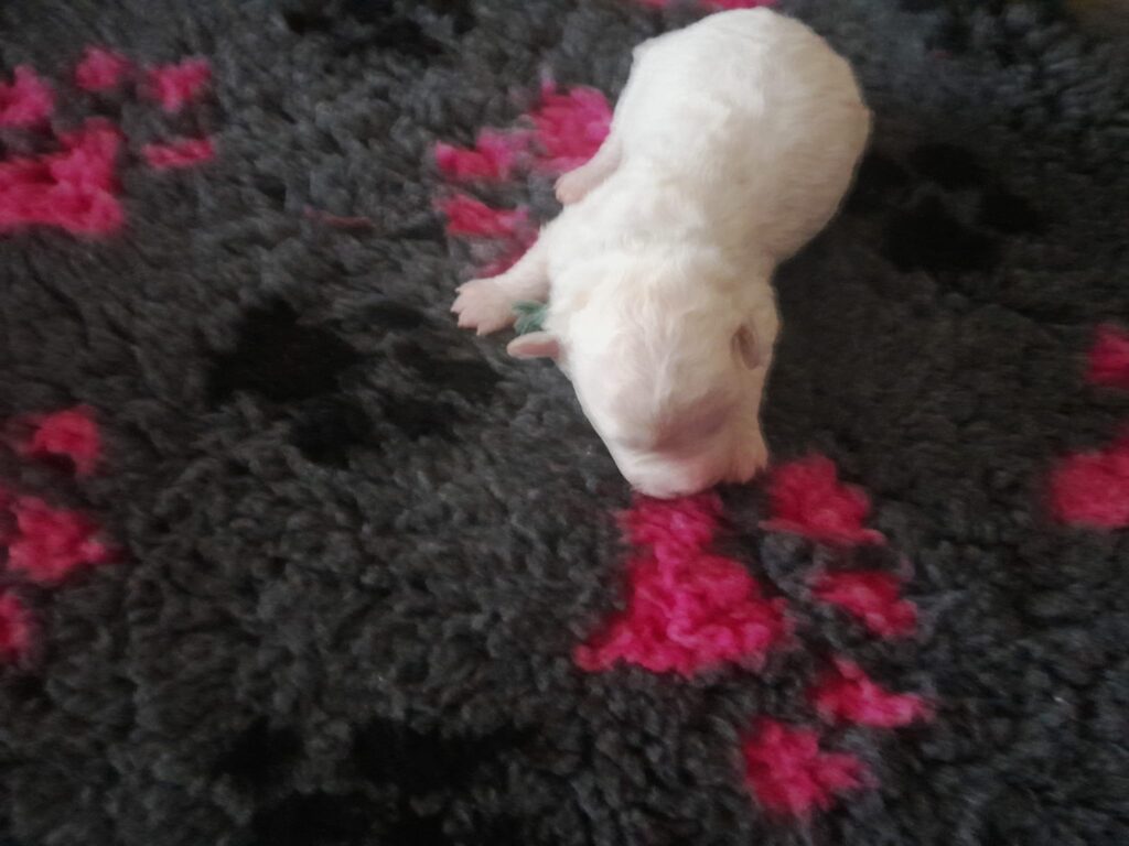 AJPULI 312g bichon frise