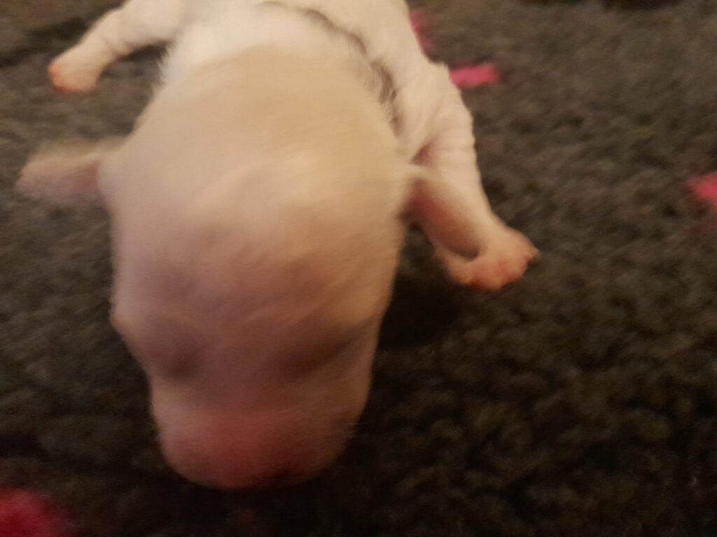 AKAI 274g bichon frise