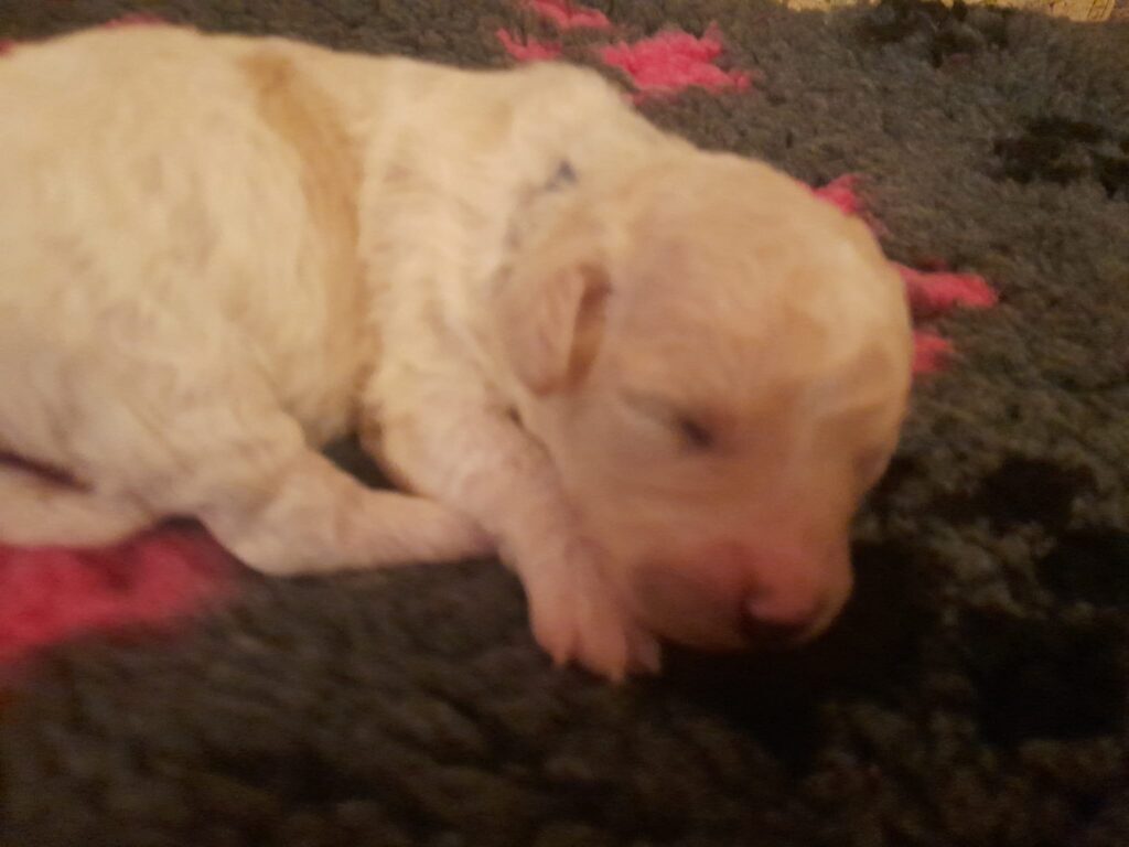 ARON 294 bichon frise